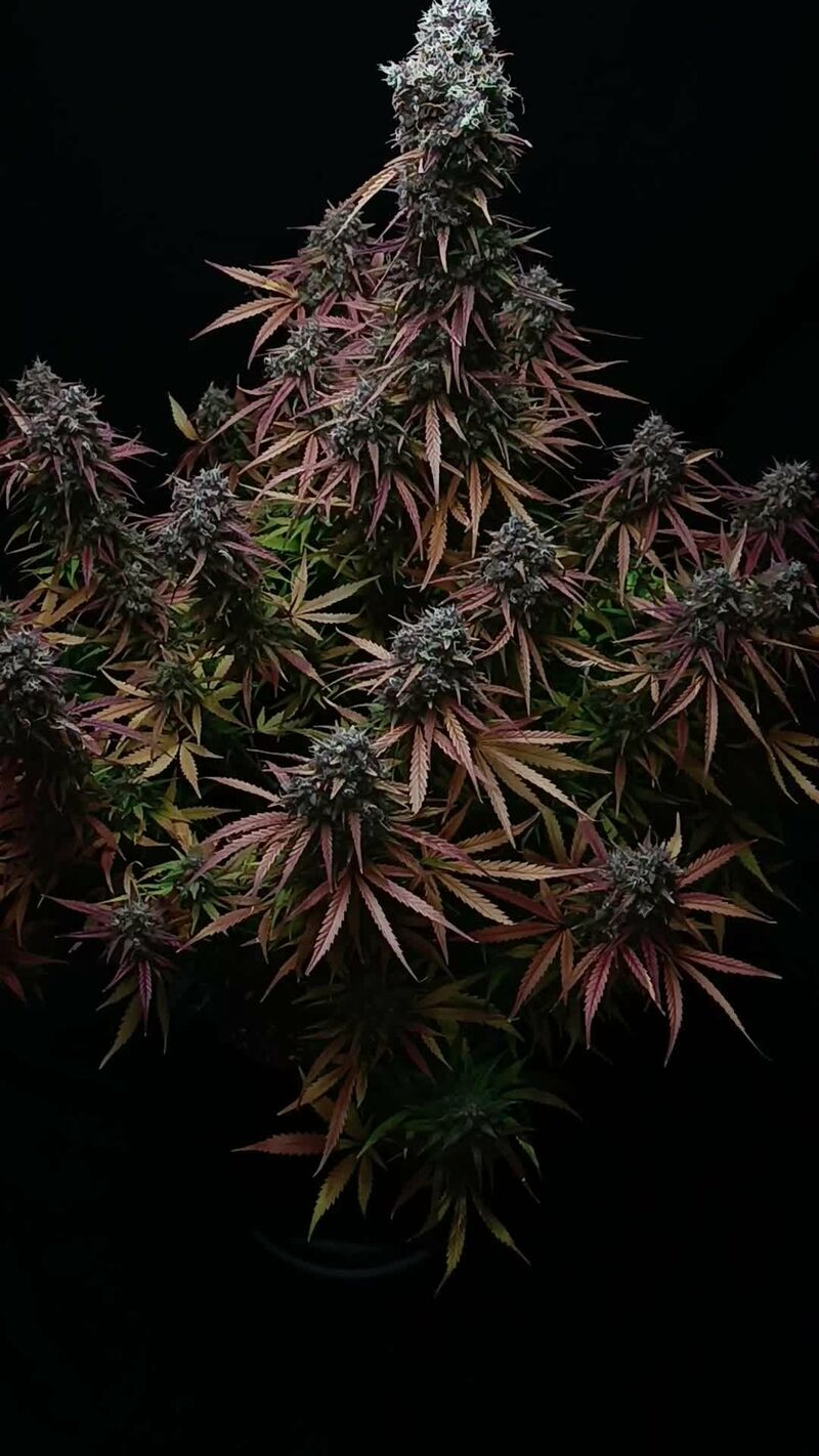 Pound Cake Auto, Фасовка: 1, изображение 27